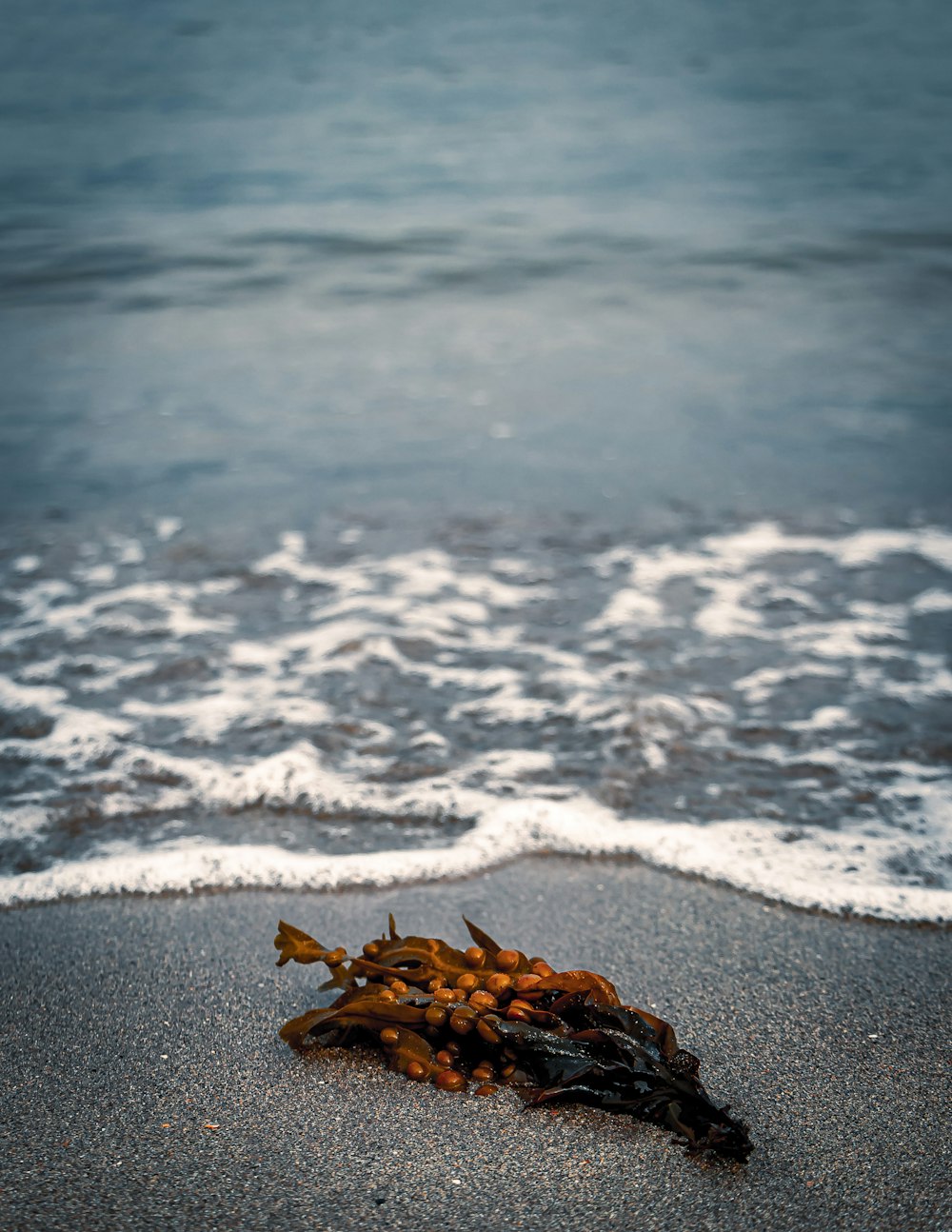 a bunch of seaweed washed up on the beach