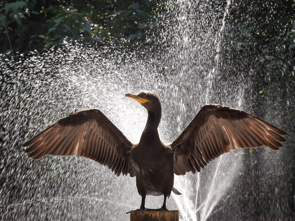 a bird with its wings spread sitting on a post in front of a fountain