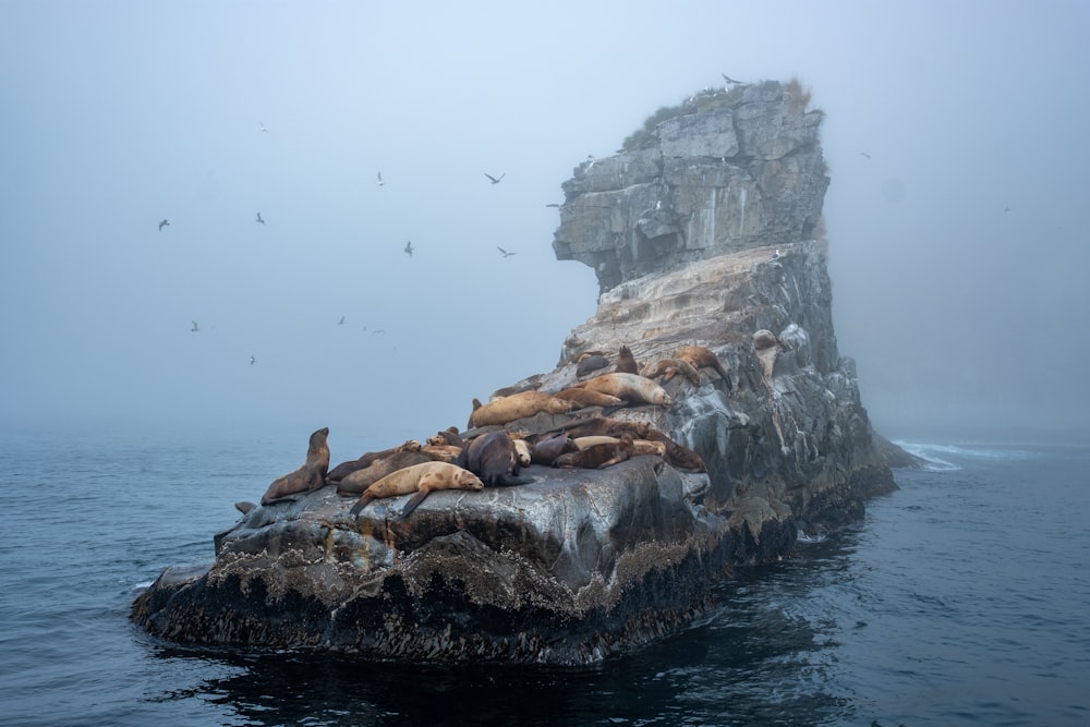 a flock of sea lions resting on a rock in the ocean