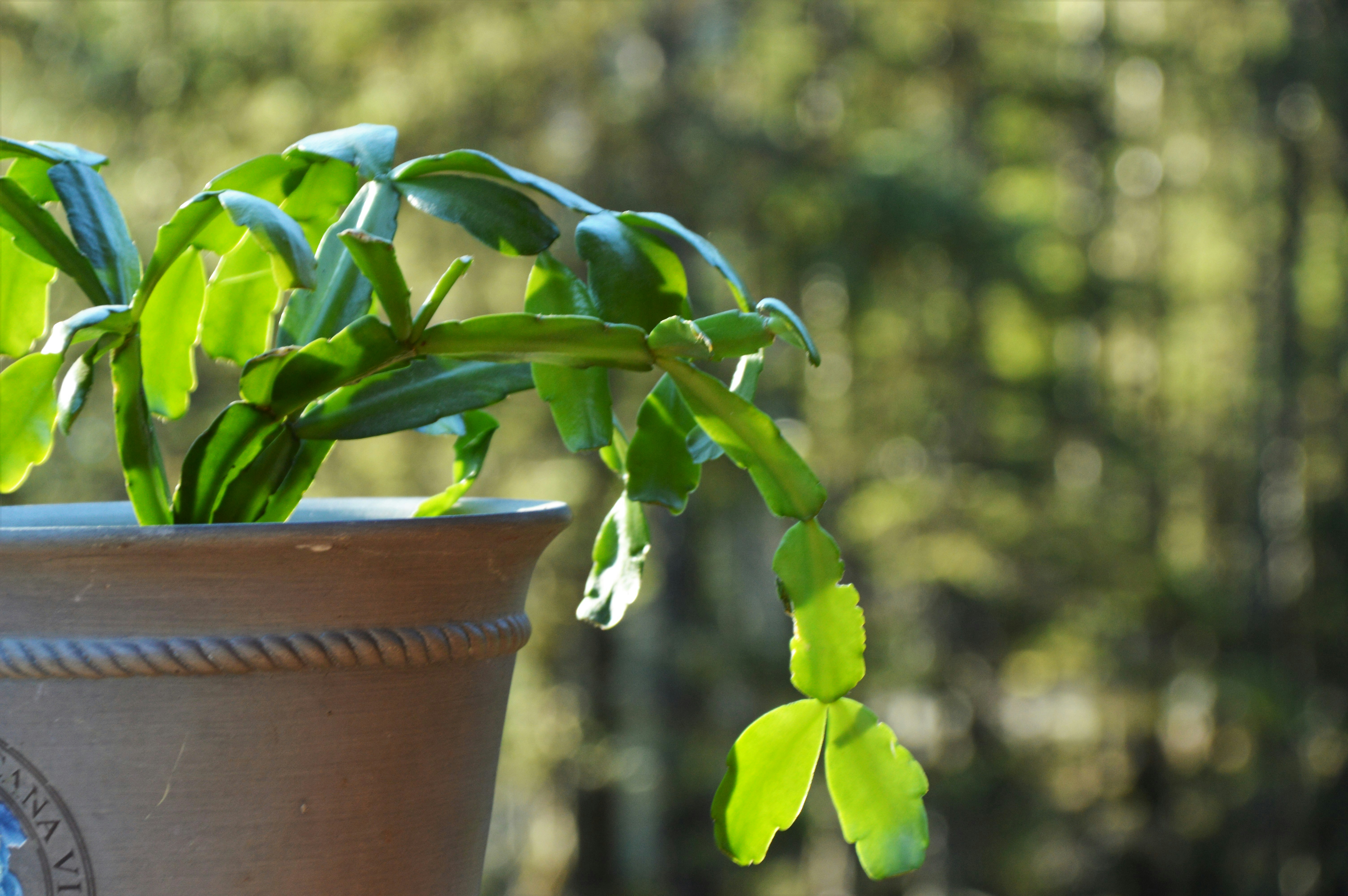 Flowers and Garden | 12 best free garden, flower, plant and wallpaper