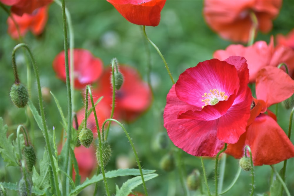 a bunch of red flowers that are in the grass