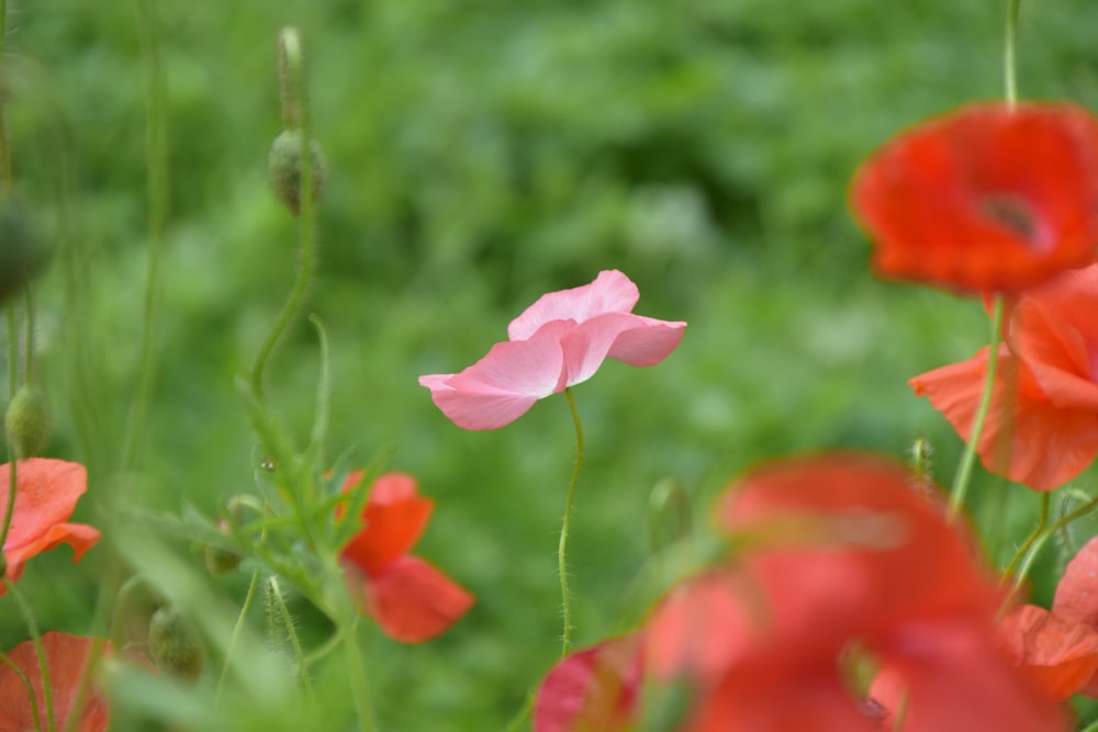 a field full of red and pink flowers