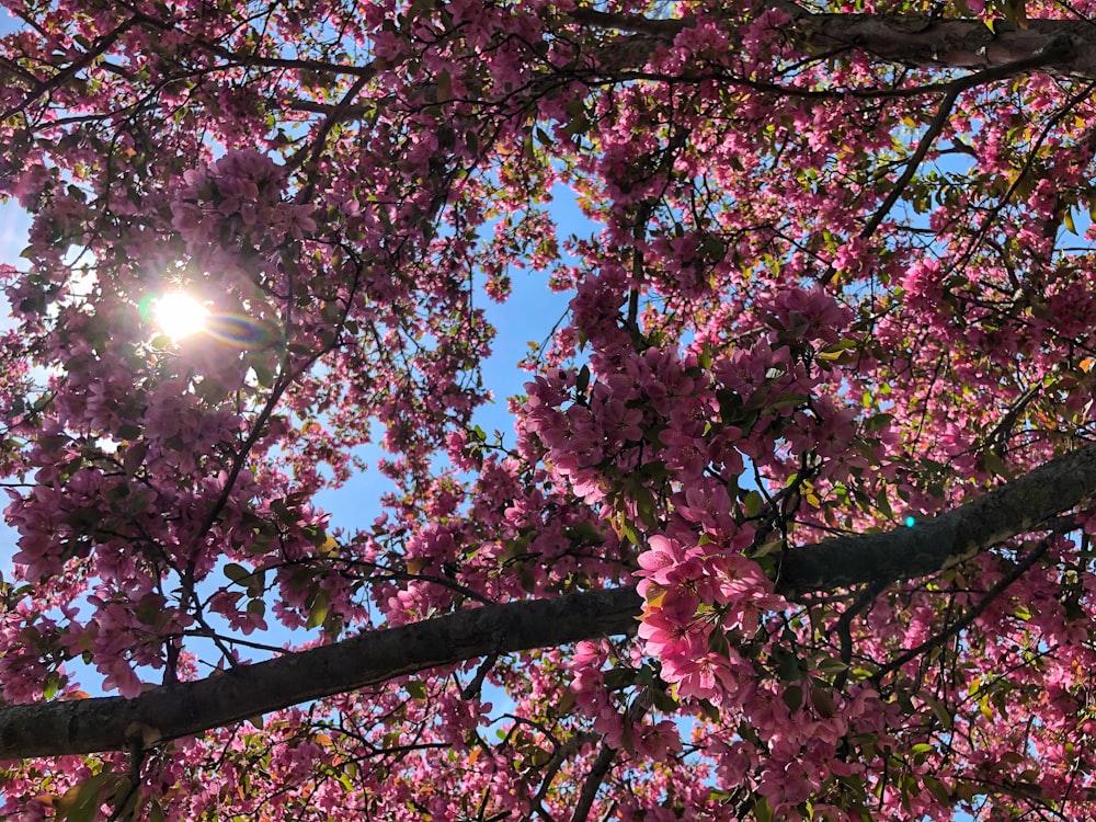 the sun shines through the branches of a flowering tree