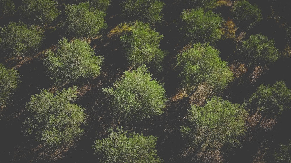 a group of trees that are standing in the grass