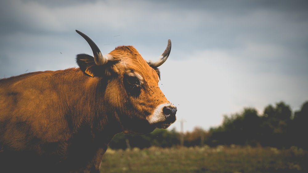 a brown cow standing on top of a lush green field