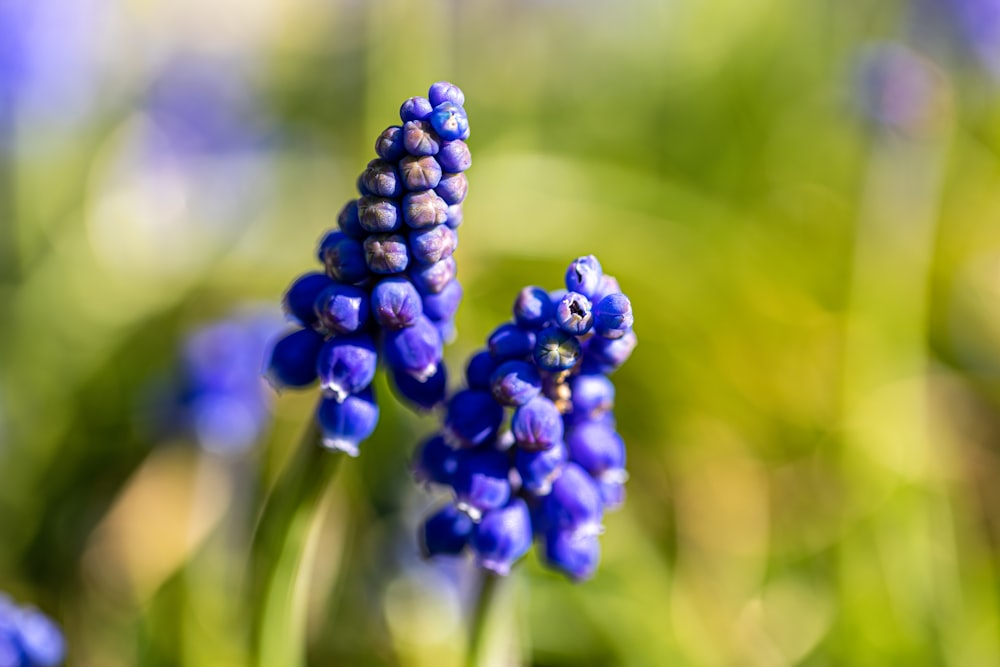 a bunch of blue flowers that are in the grass