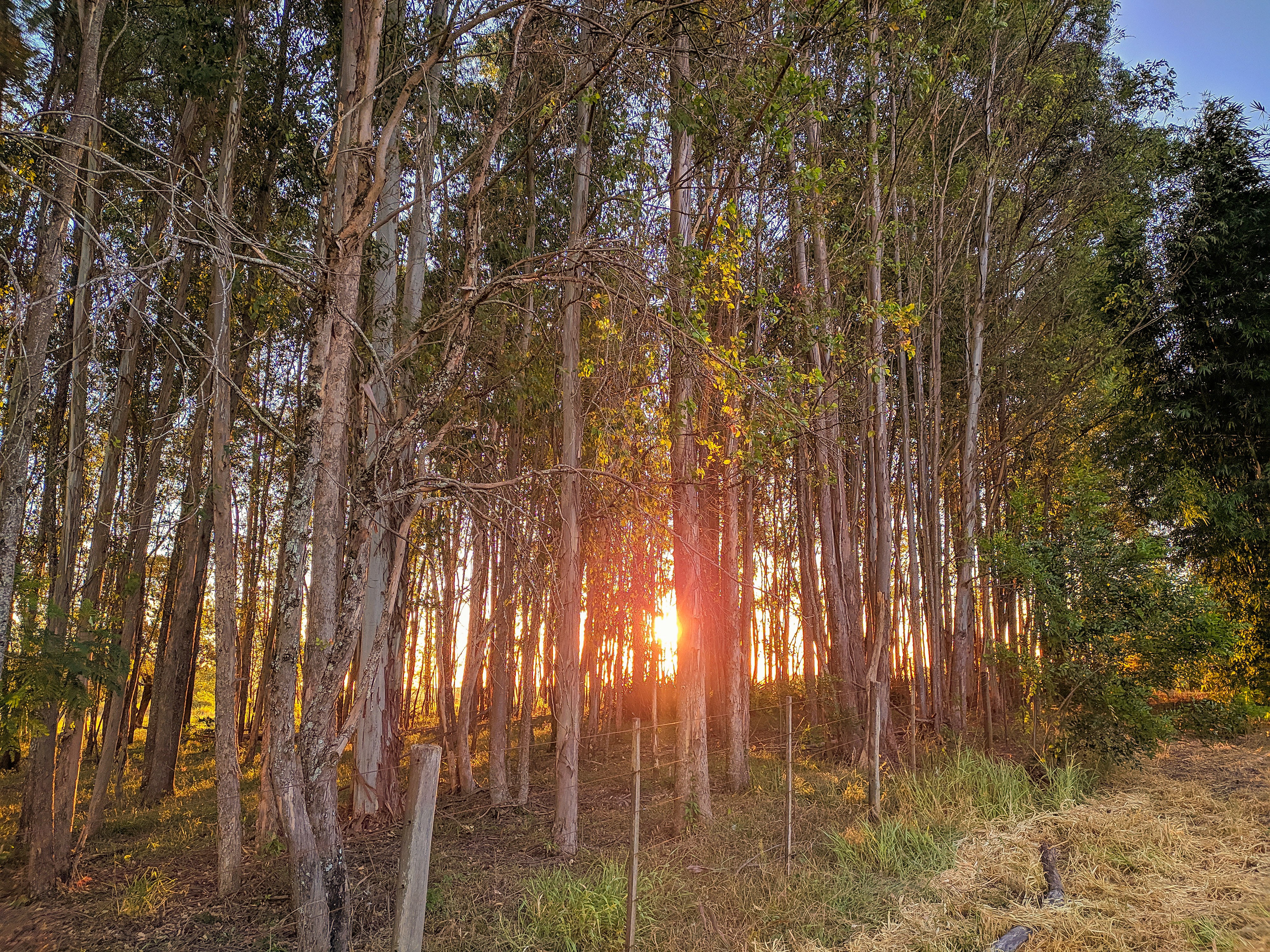 El sol brilla a través de los árboles en el bosque