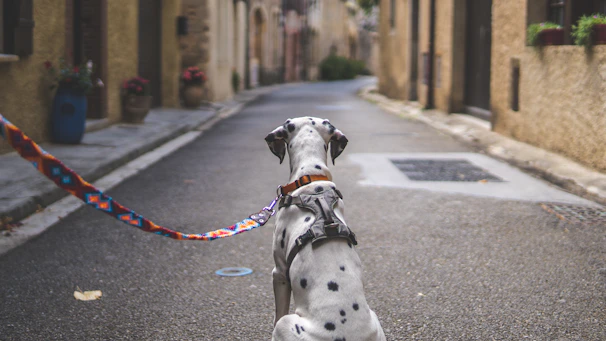 a dalmatian dog with a leash on a street