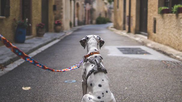 a dalmatian dog with a leash on a street