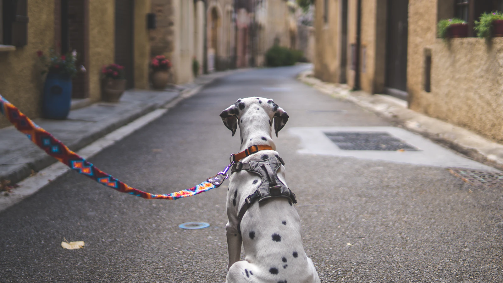 Perro dálmata paseando con correa por una calle estrecha de pueblo