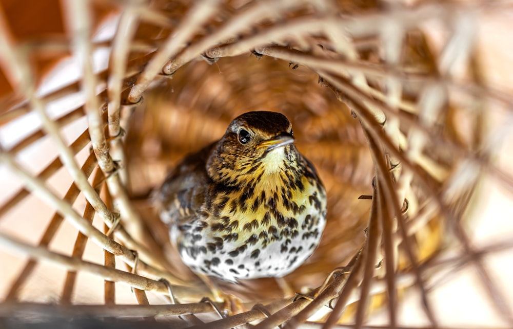 a small bird sitting inside of a bird feeder