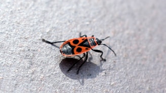 A brightly colored red and black bug with distinctive circular patterns is situated on a light gray surface. Its elongated body and six legs are visible, along with a pair of antennae.