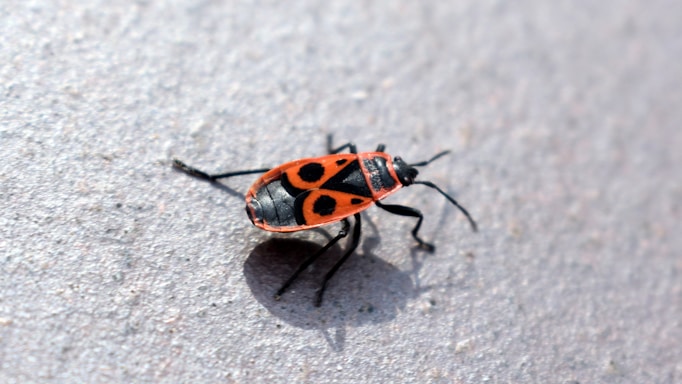 A brightly colored red and black bug with distinctive circular patterns is situated on a light gray surface. Its elongated body and six legs are visible, along with a pair of antennae.