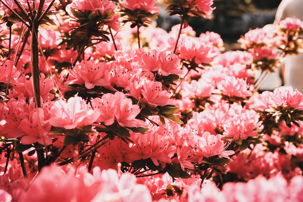 pink flowers are blooming in a garden