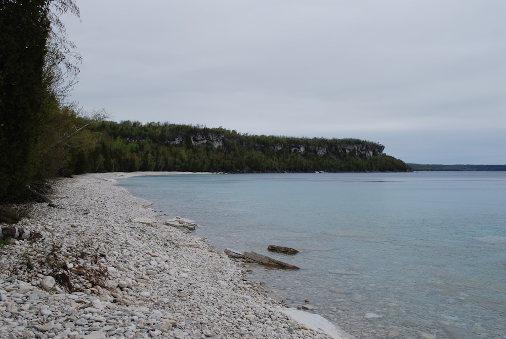 a large body of water surrounded by a forest