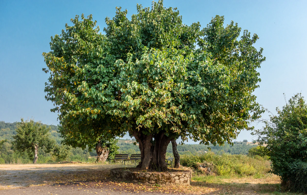 Axlewood Dhaura Gum Ghatti Tree Central India Forest — PlantCare