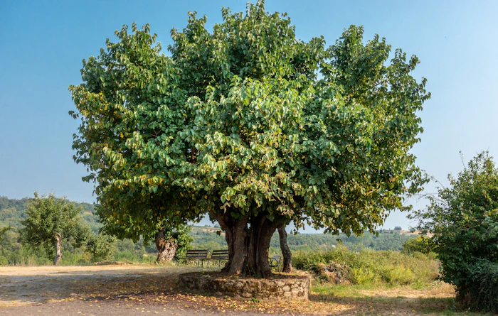 Fruitless Mulberry in San Bernardino