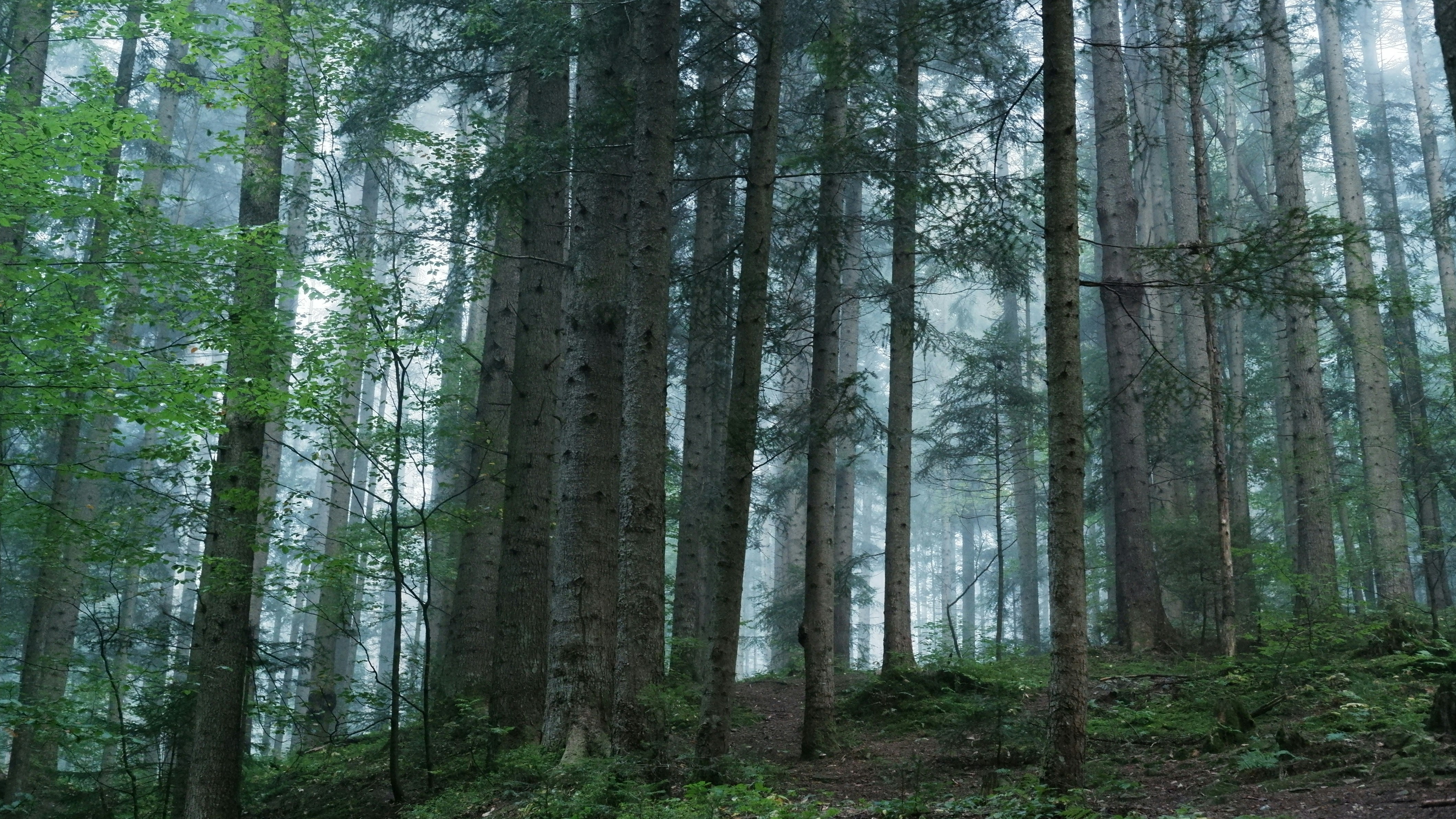 Photo by mary_borysova