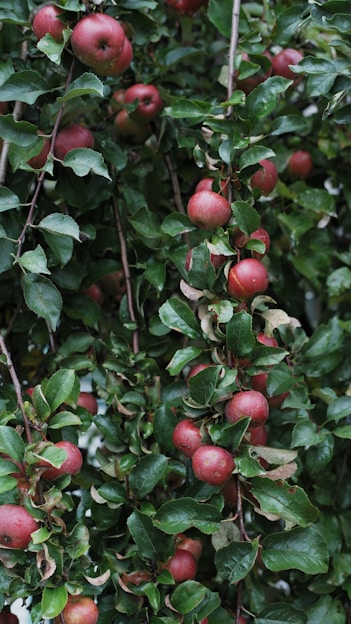 A tree filled with many bright red apples.