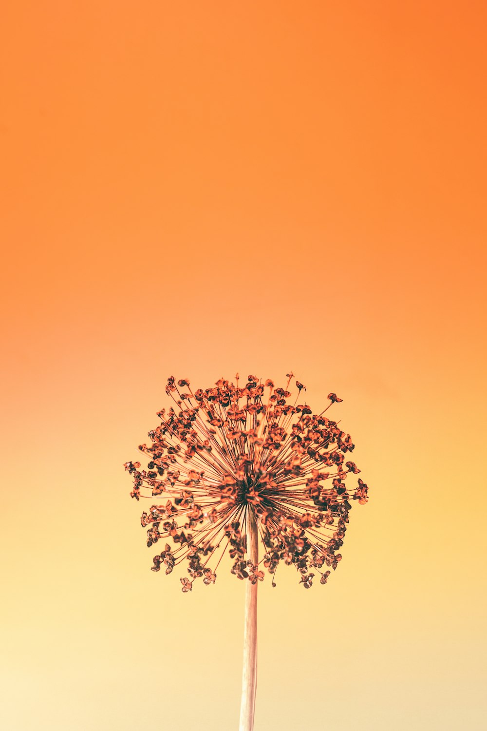 a dandelion in front of an orange sky