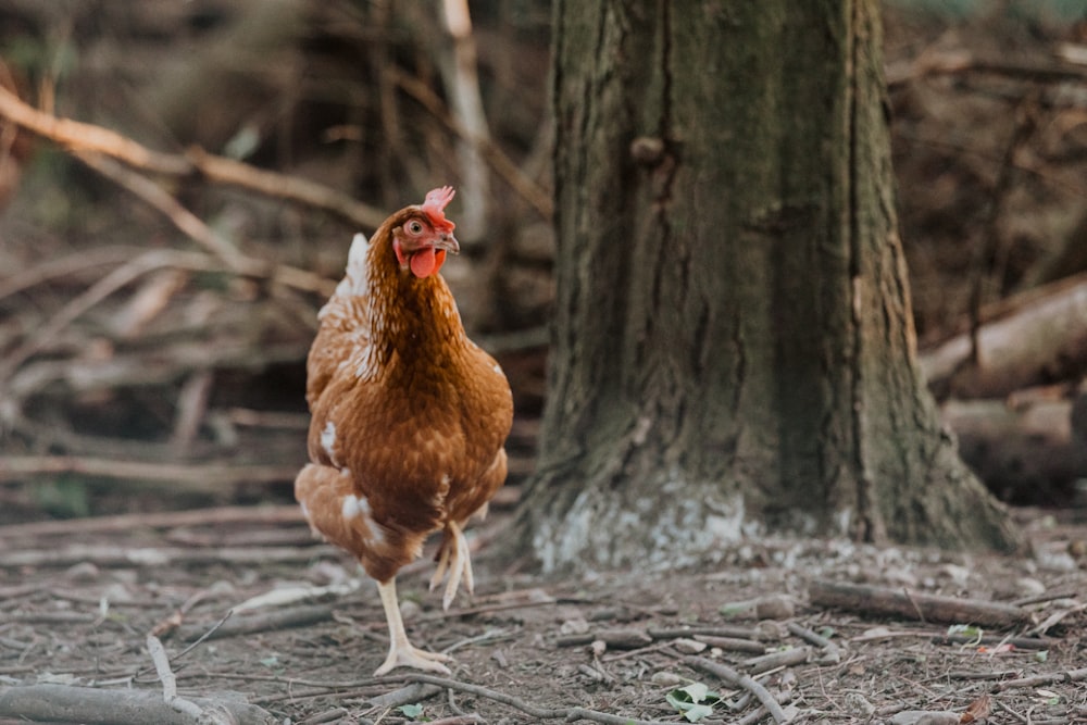 a brown and white chicken standing next to a tree