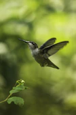 Slow-motion capture of a hummingbird hovering with blurred forest background.
