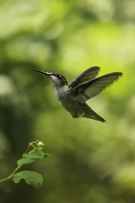 Slow-motion capture of a hummingbird hovering with blurred forest background.