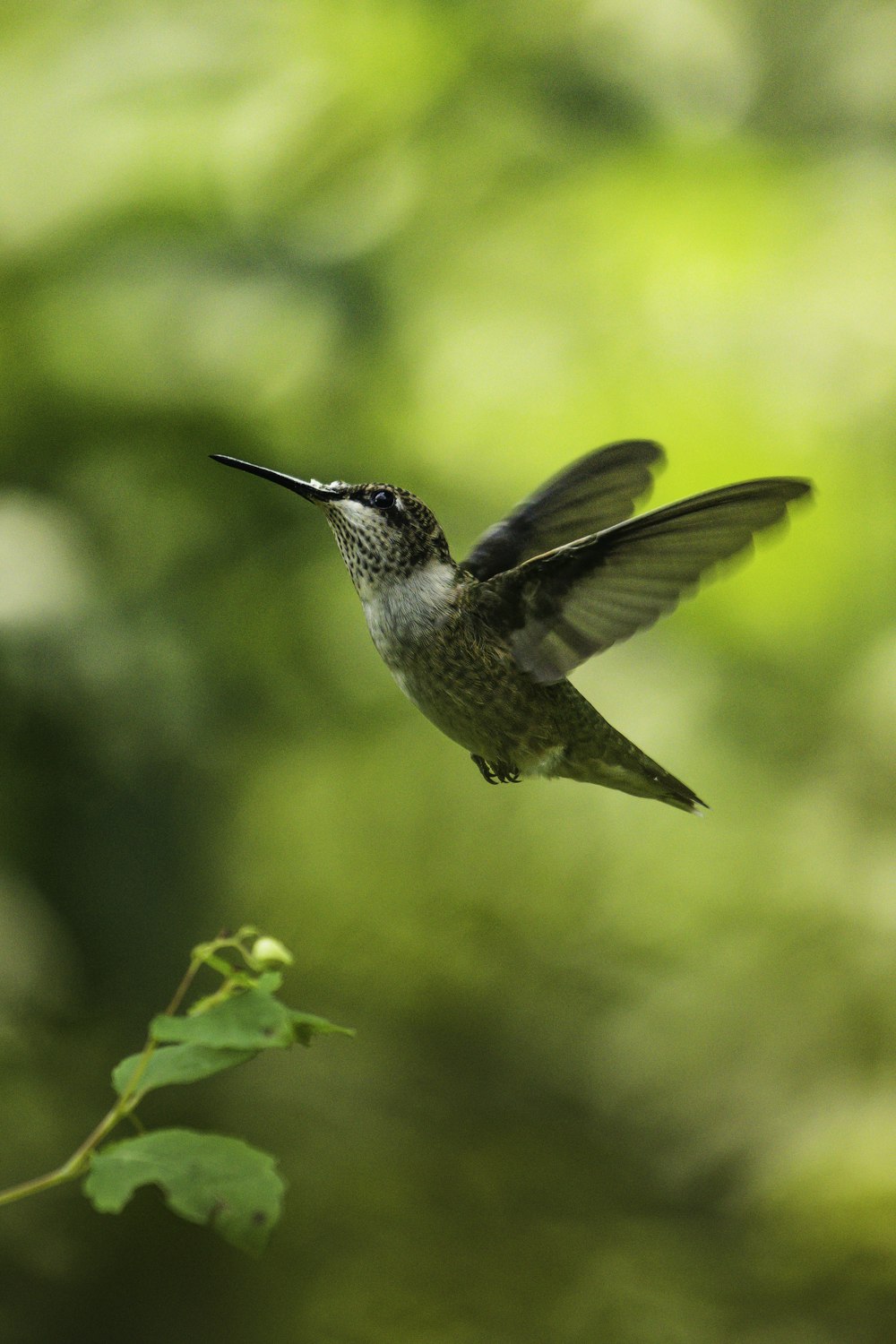a hummingbird flying over a green leafy branch