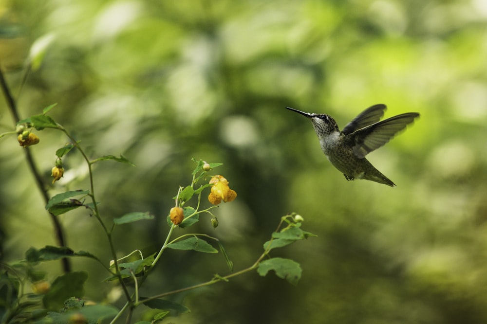 a hummingbird hovering over a plant with yellow flowers