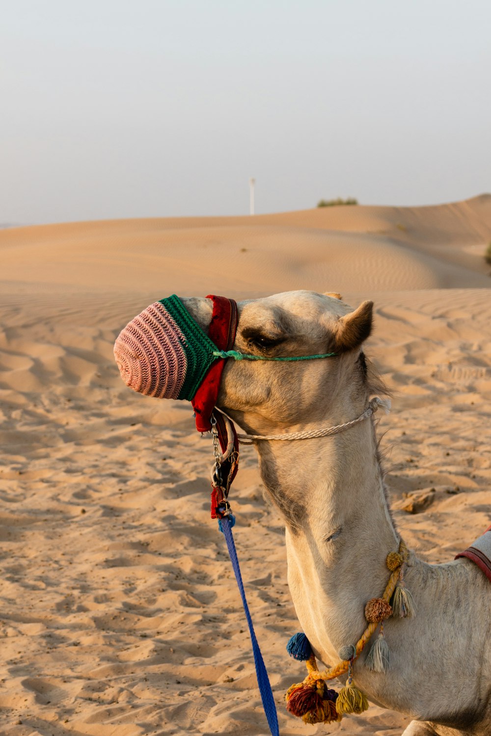 a cow standing on top of a sandy beach