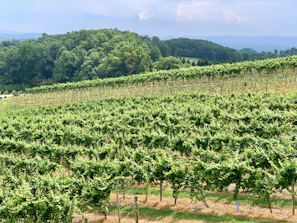 A sunlit vineyard in Tuscany with ripe grapes ready for harvest, framed by rolling hills.