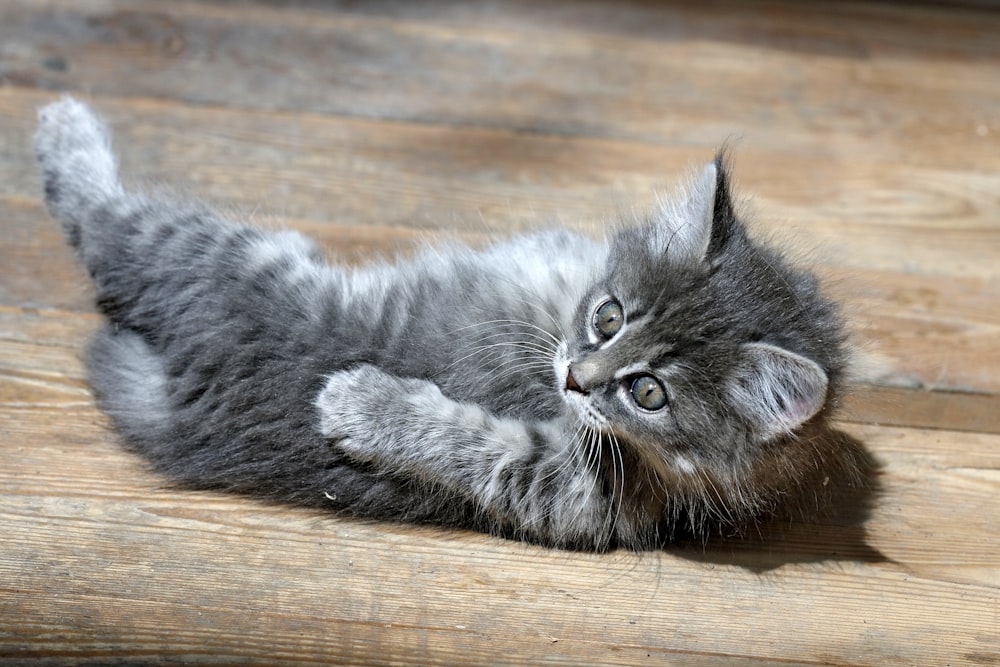 a small kitten laying on its back on a wooden floor