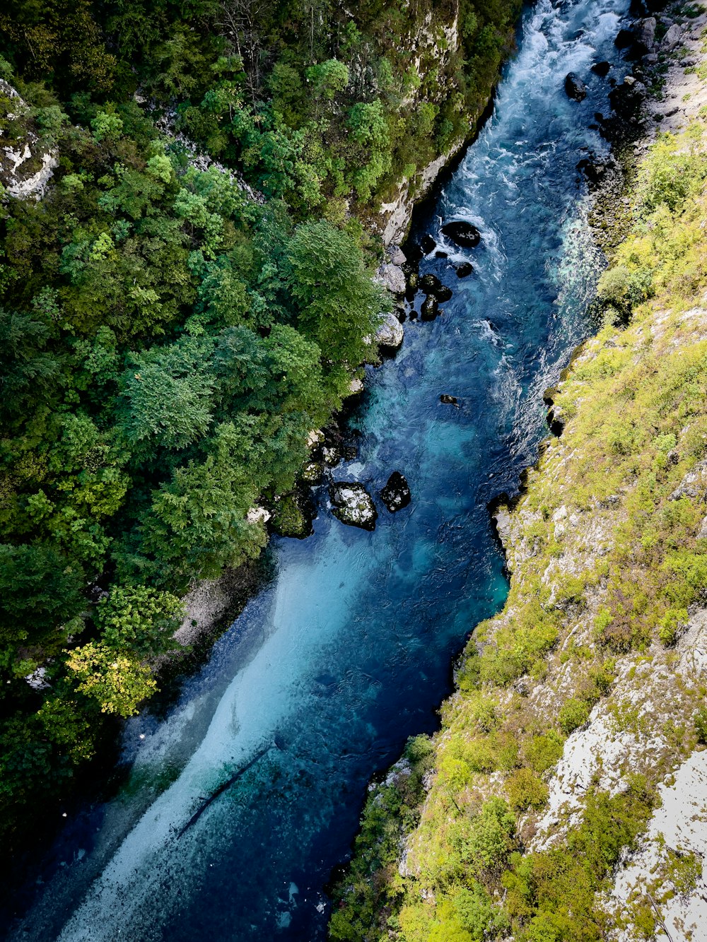 a river running through a lush green forest