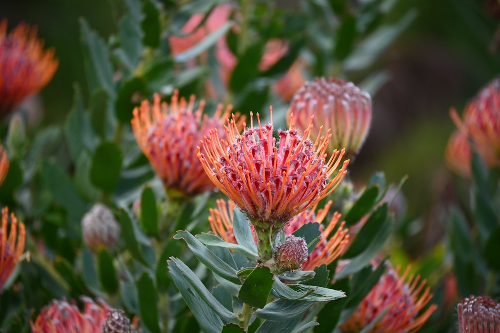 a close up of a bunch of red flowers