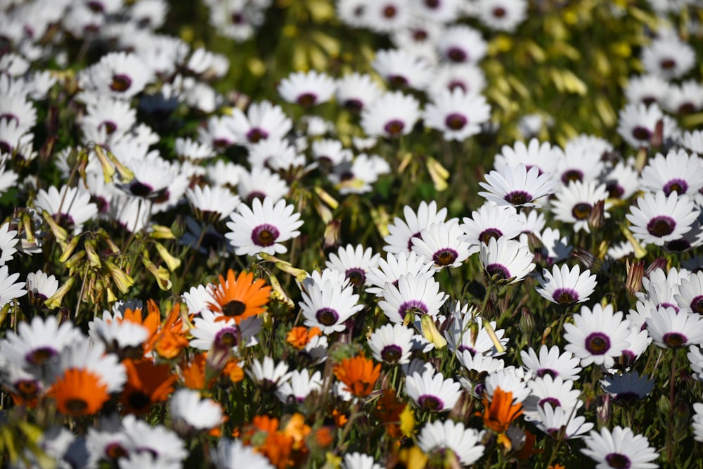um campo cheio de flores brancas e alaranjadas