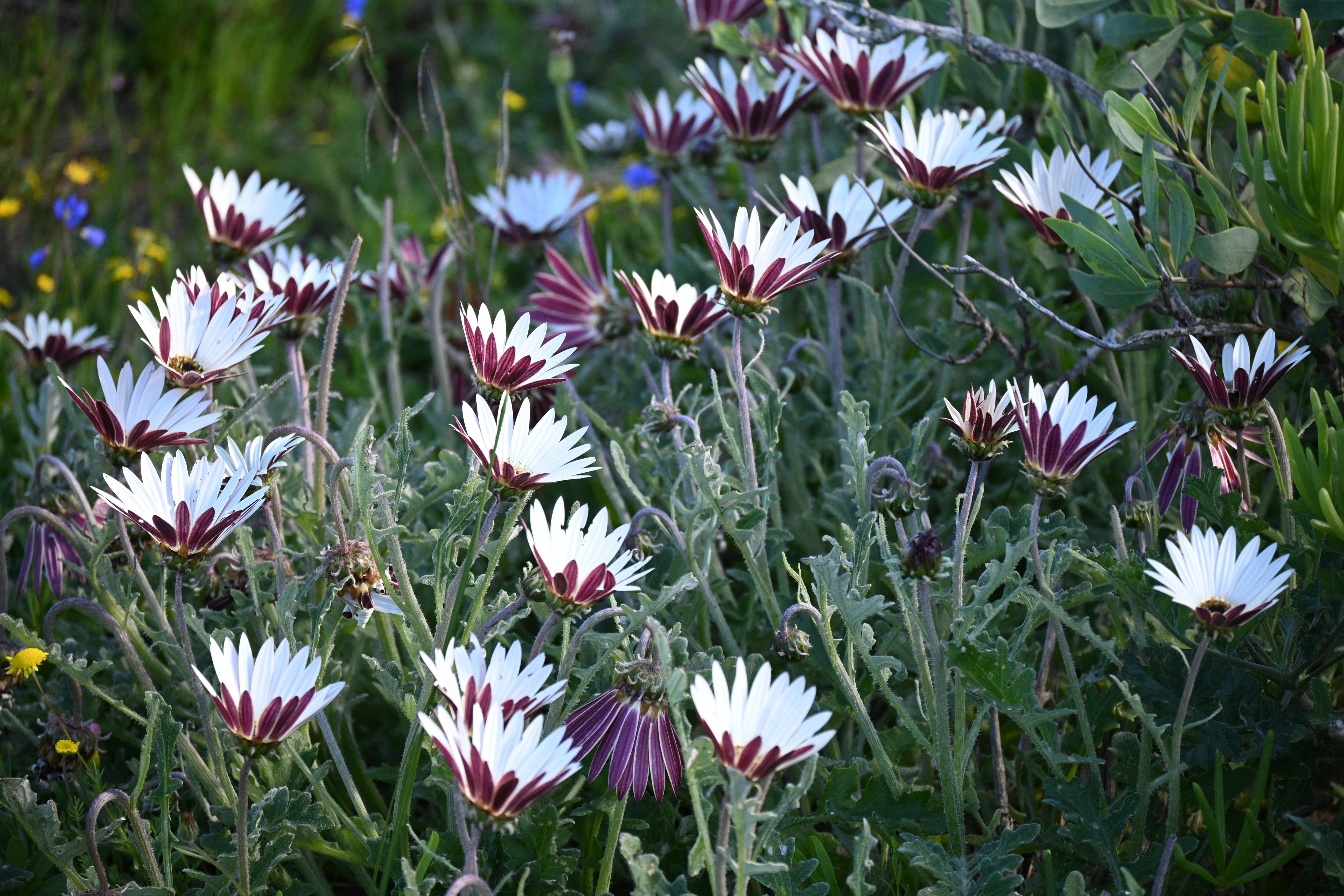 Cederberg Kliphuis - Cedar Rouge