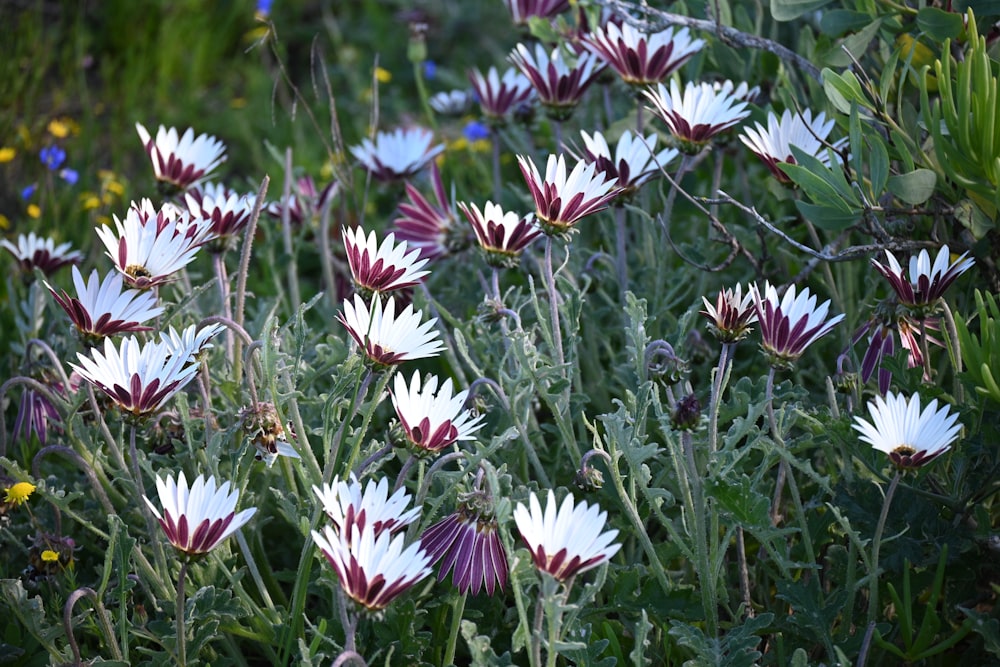 um ramo de flores que estão na grama