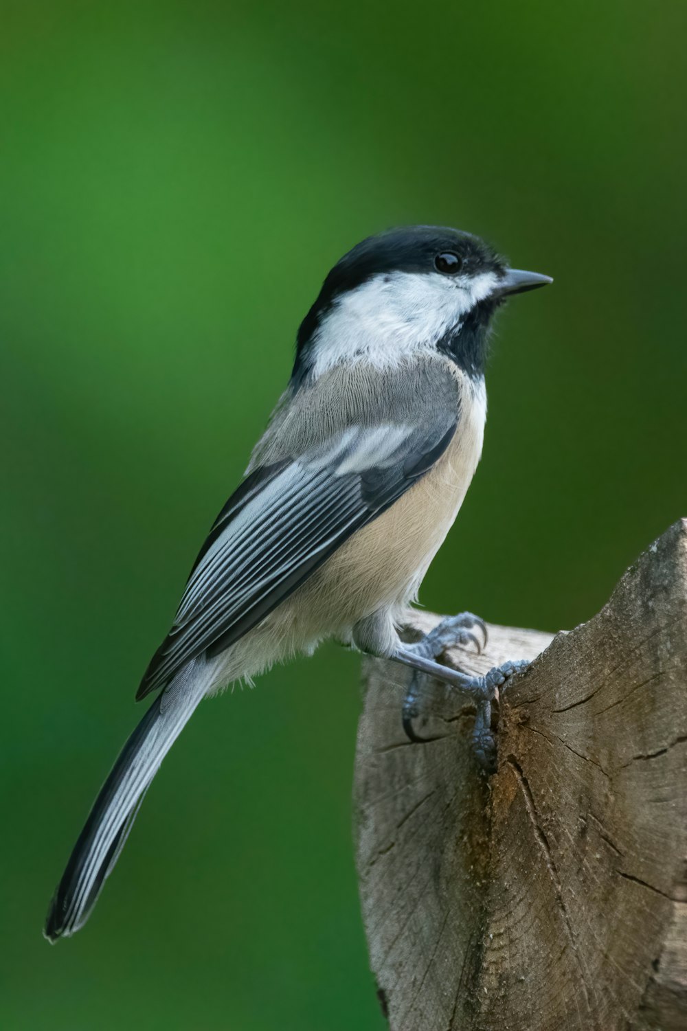 a small bird perched on top of a tree stump