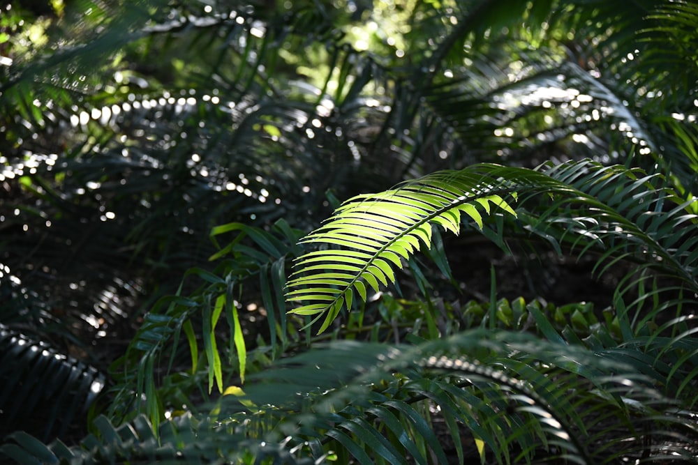 a green leafy plant in the middle of a forest
