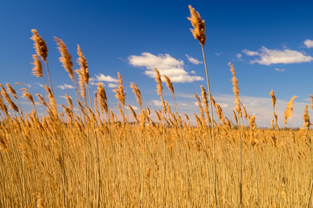 a field of tall brown grass under a blue sky