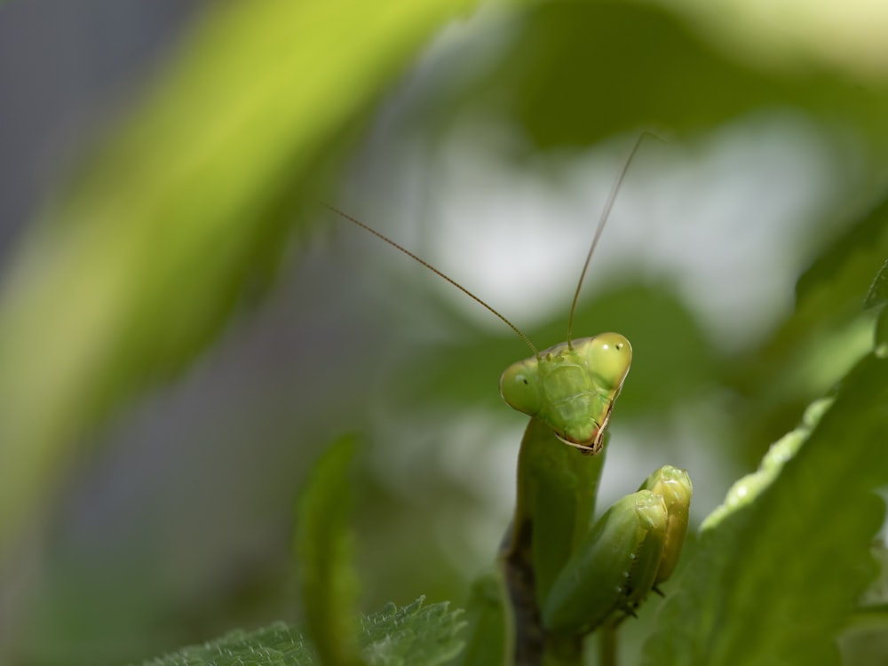 um close up de um inseto verde em uma folha