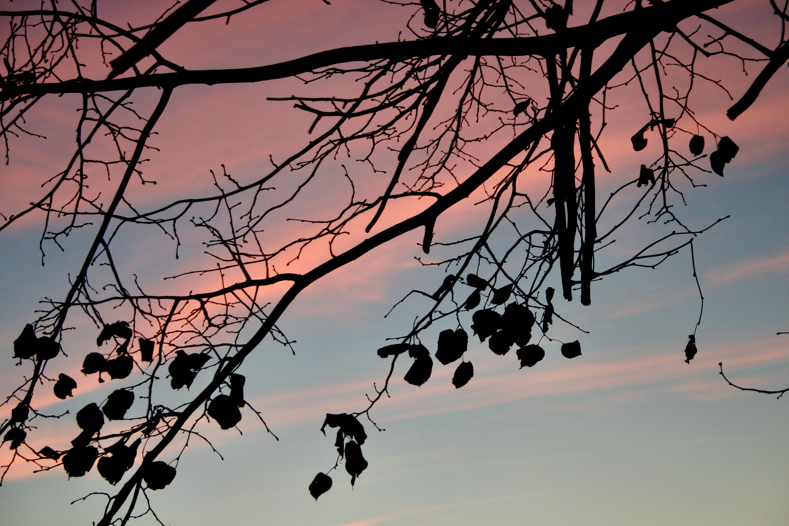 Photo by peterburdon