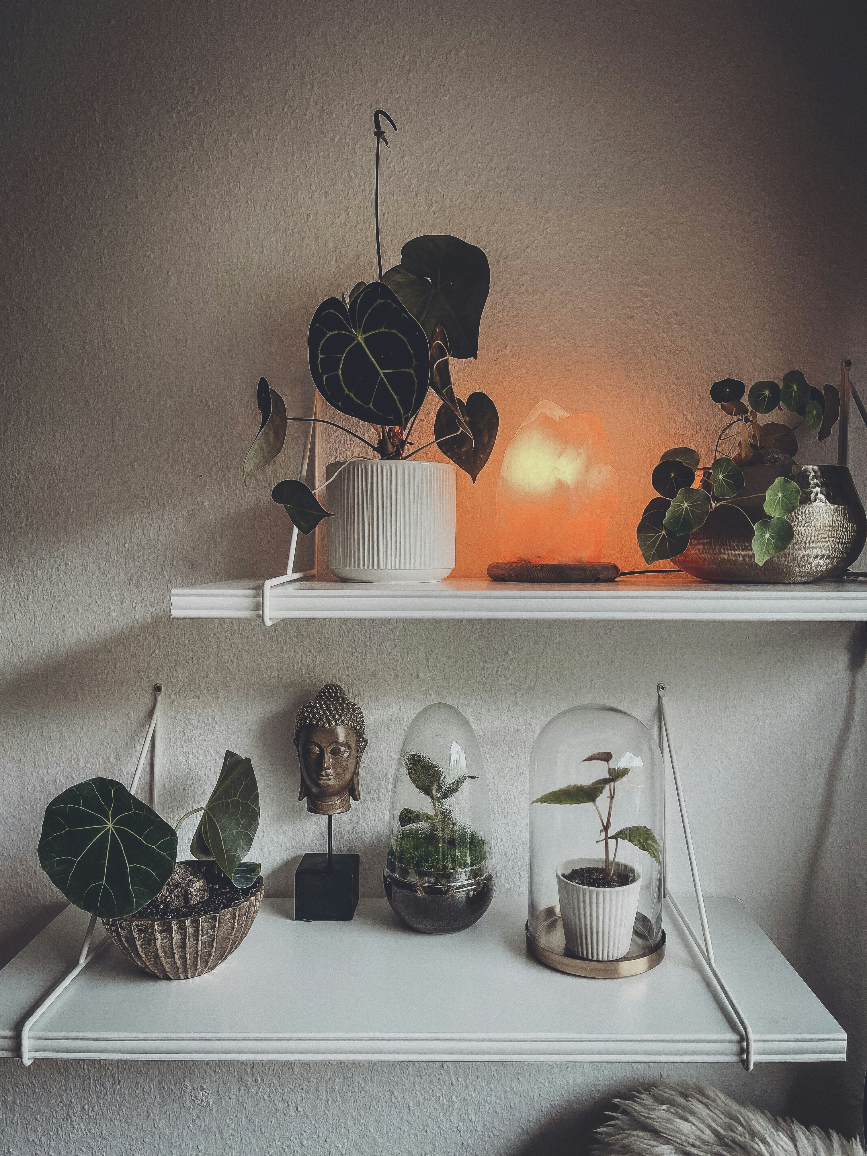A shelf filled with potted plants on top of a white shelf photo – Free ...