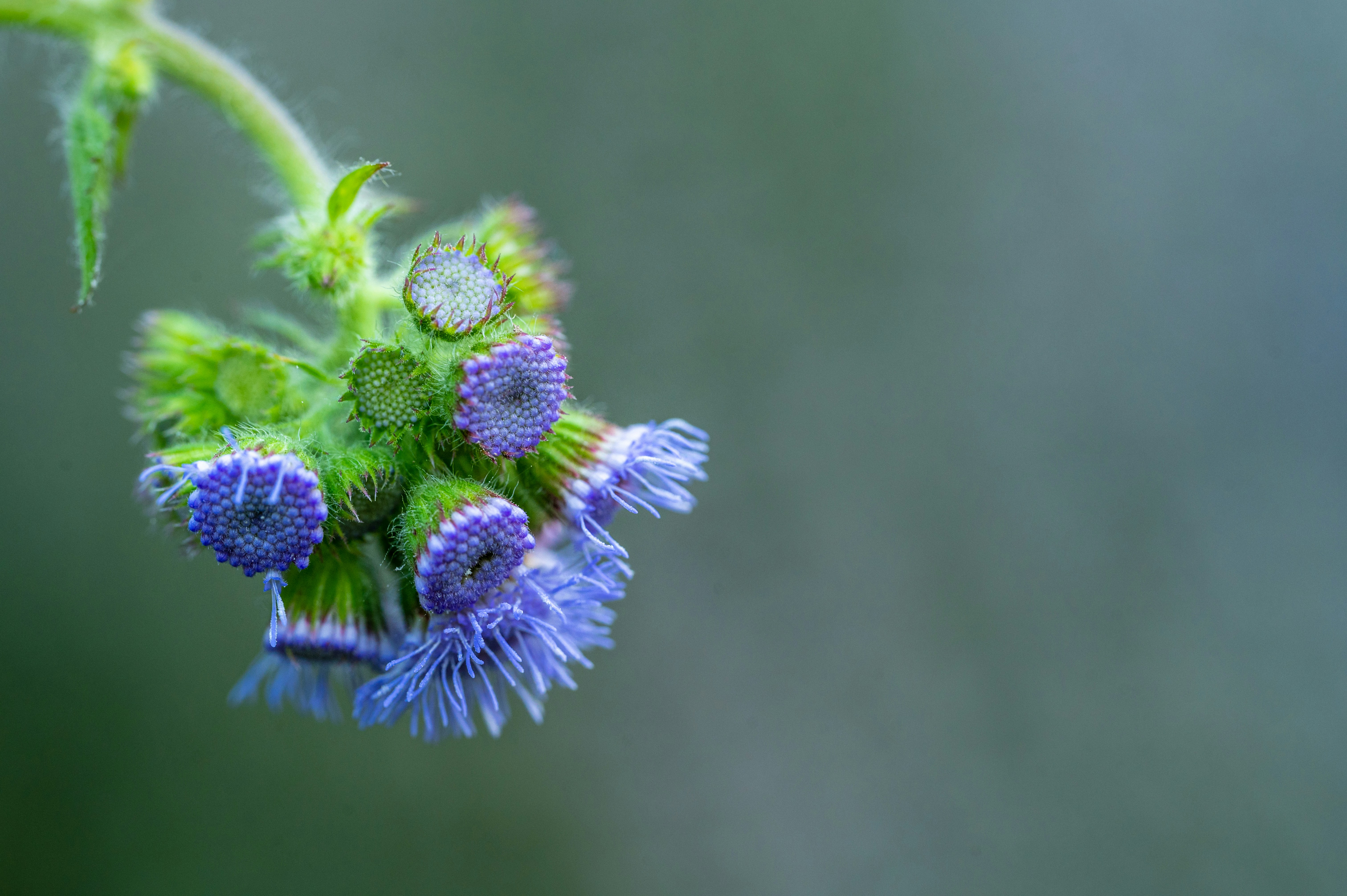 Gros plan d’une plante à fleurs bleues