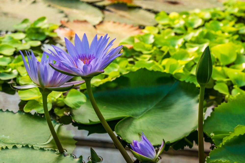 a couple of purple flowers sitting on top of a lush green field