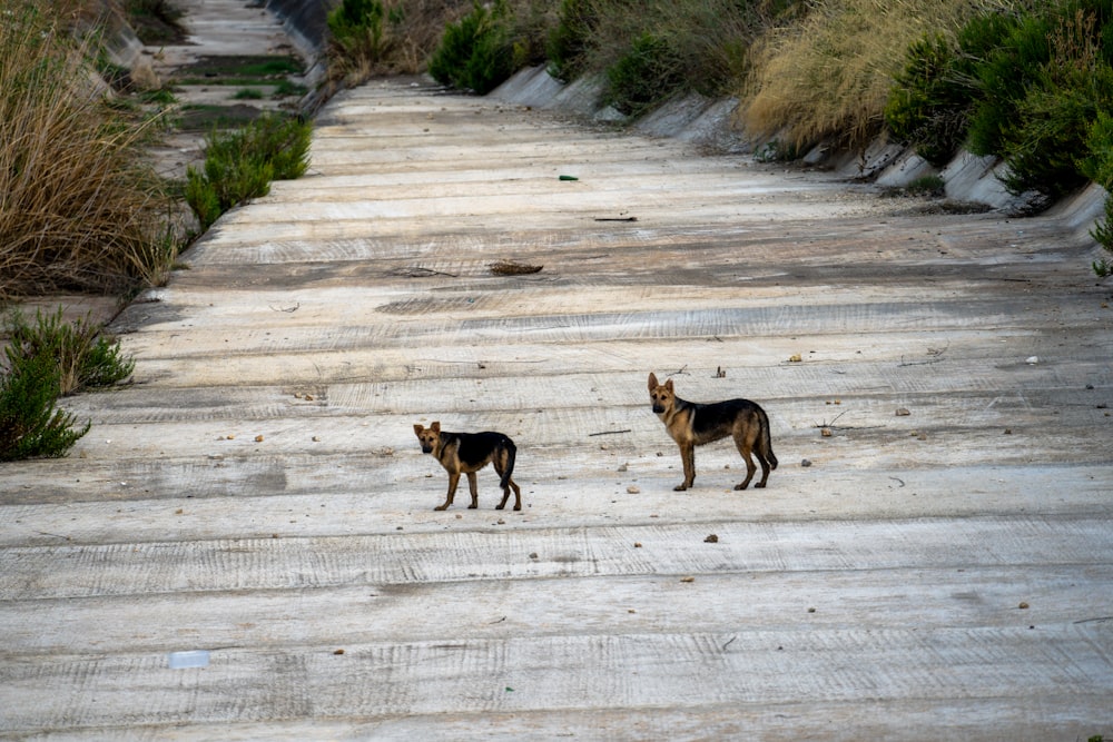 a couple of dogs standing on top of a dirt road