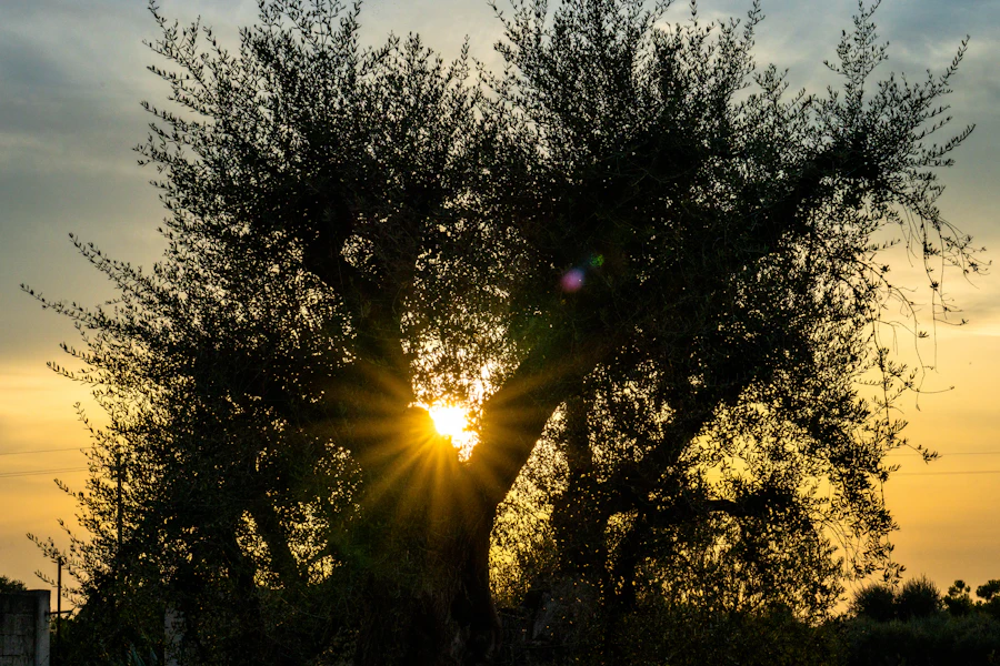 Evening sun low behind an olive tree in a field