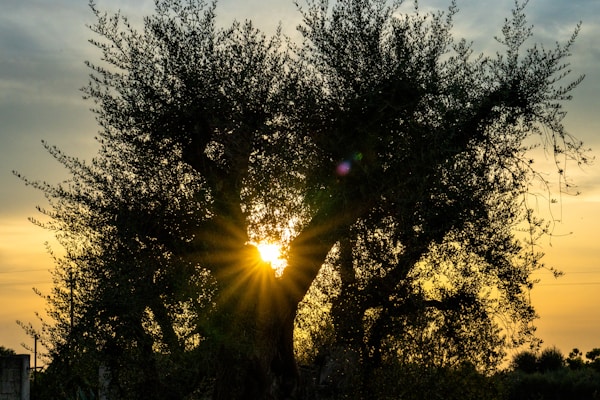 Ulivi millenari: cammino tra le piante sacre del Salento