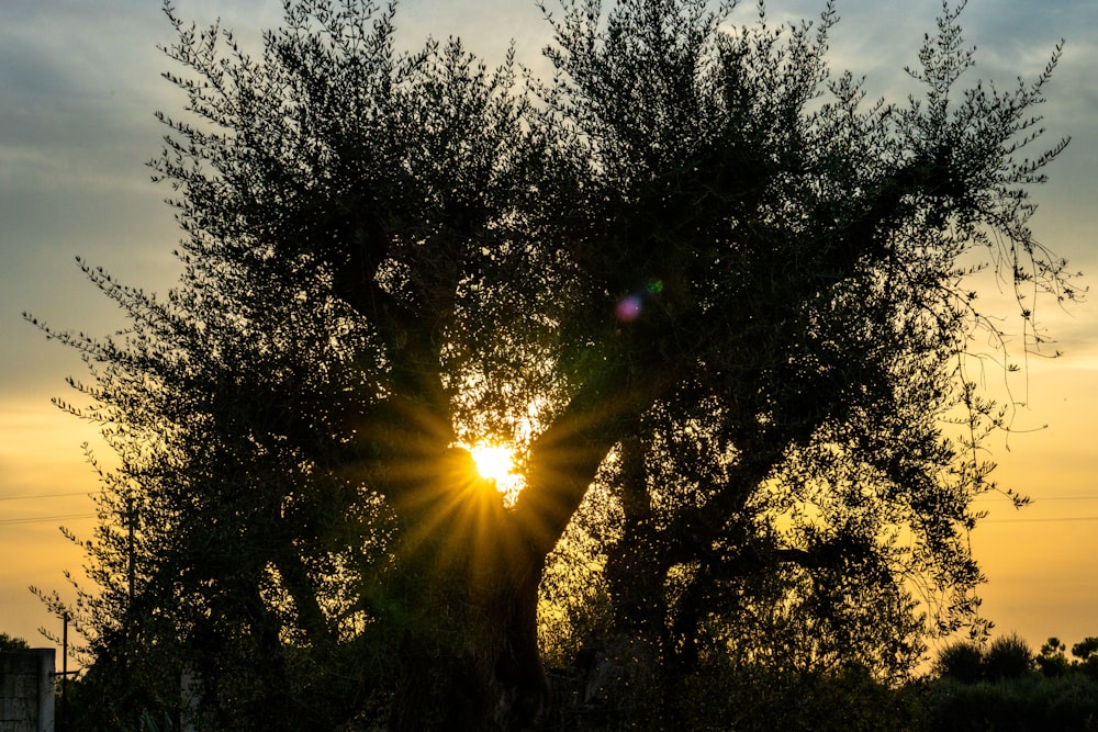 the sun is setting behind a tree in a field