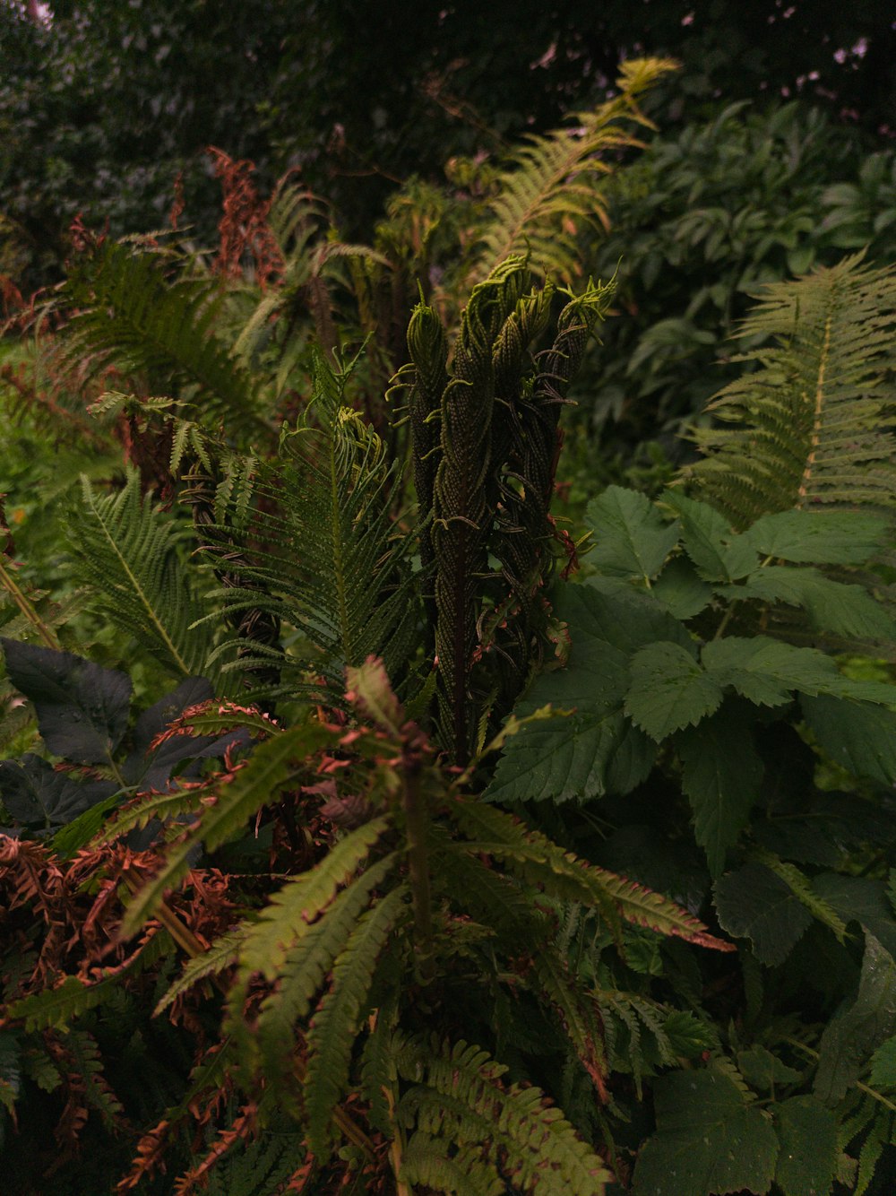 a lush green forest filled with lots of trees